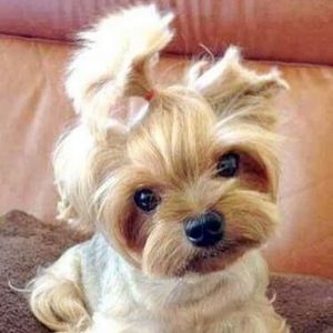 Meet your Posher, Barbara